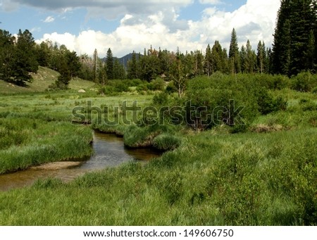 rocky mountain meadow