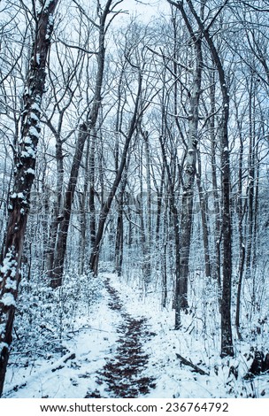 black and white winter snow trees forest path