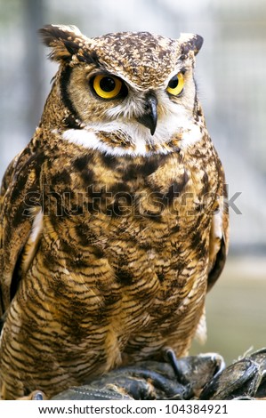 Beautiful raptor European eagle owl, Bubo bubo
