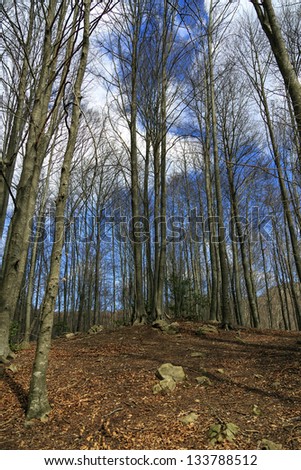 autumn winter vertical landscape in ancient beech forest Spain