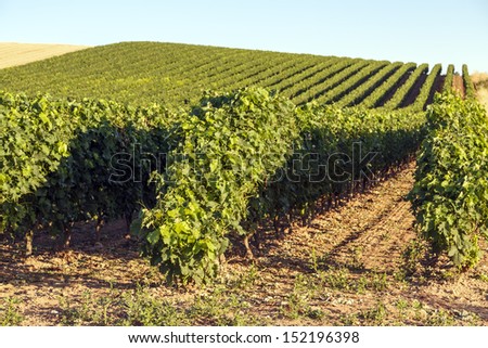 vineyards with denomination of origin Rioja, Spain. Cherished its famous wines