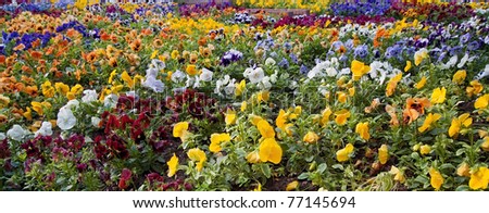 Blanket flower, flower garden with many beautiful colors.