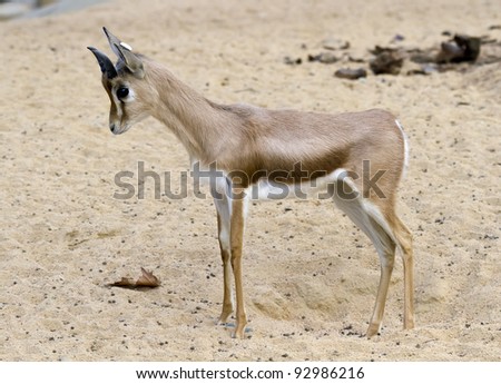 Small Gazelle