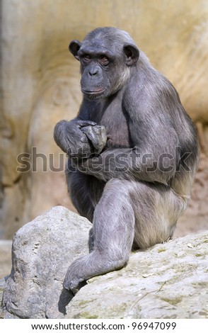 Closeup of chimpanzee Pan troglodytes, Vertical image position staring