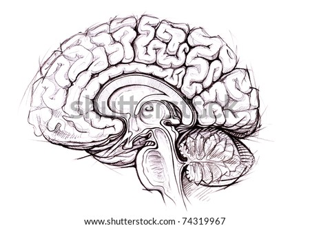 Brain Diagram Sagittal