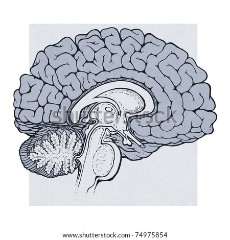 human brain diagram. stock photo : human brain