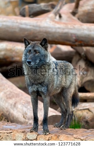 portrait of a black wolf against the tumbled-down trees
