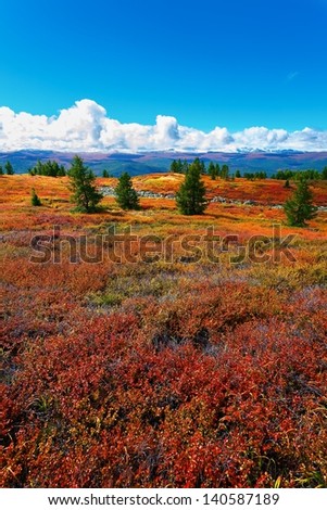 Taiga in the fall with a red and yellow bush against a chain of glaciers