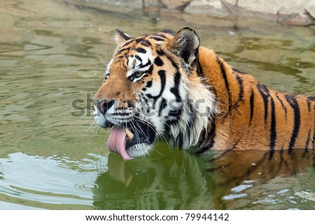 Head of the Amur tiger (Panthera tigris altaica) in water.The tiger drinks and bathes.