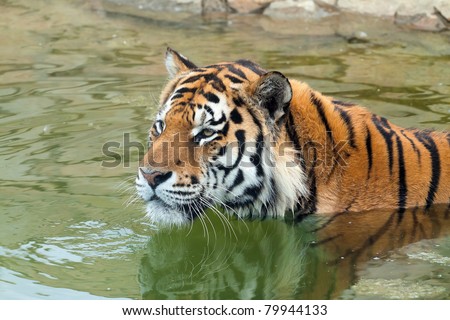 Head of the Amur tiger (Panthera tigris) in green water. The tiger attentively looks at something.