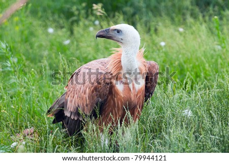 The concentrated Egyptian vulture in a grass. Looks to the right.