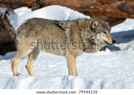Portrait of a gray wolf on snow.The wolf costs sideways and looks in a distance