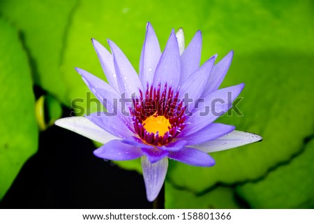Purple water lily flowers