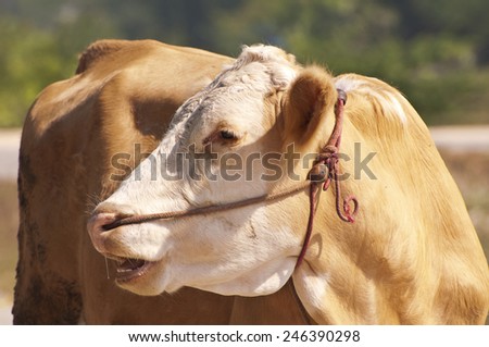 Young cow face