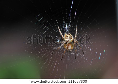 small spider in the middle of her nice big spider web in the sun and nature