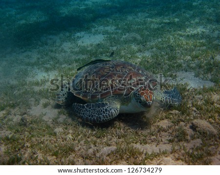 sea turtle eats seaweed on the sea floor in the red sea