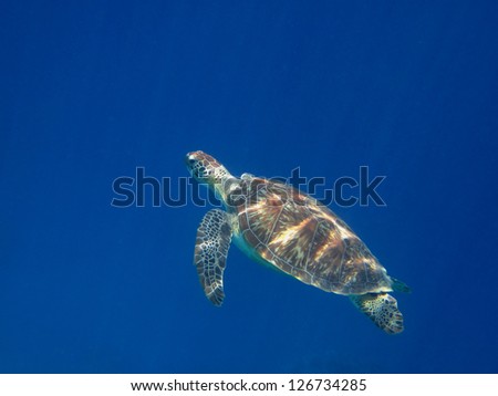 small sea turtle swims in the blue sea
