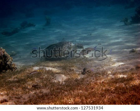 sea turtle on the ground with fishing in the red sea