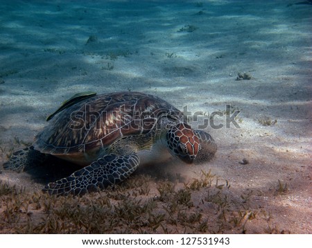 sea ??turtle eats seaweed on the sea floor
