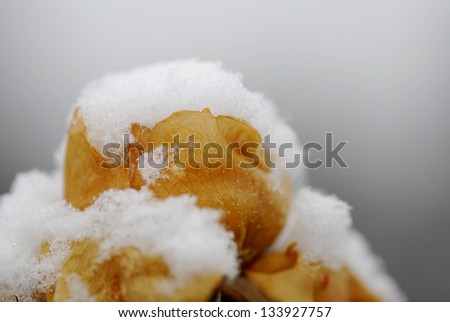 snow on an orange rose in the garden and winter