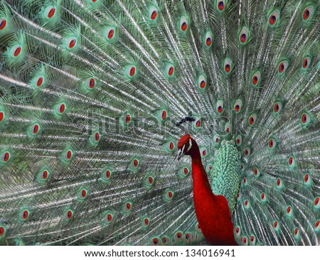 beautiful colored peacock in the zoo photo montage red and green