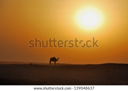 camel in the desert in the sand and sun