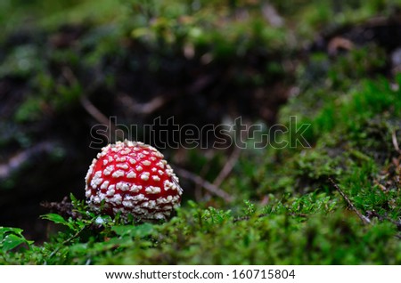small fly agaric in moss and forest