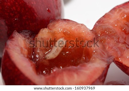 white worm in a red cherry in summer