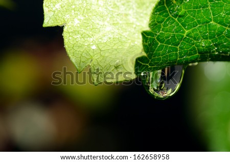 clear raindrop depends on a green leaf