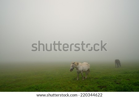 two horses standing on a green pasture in fog