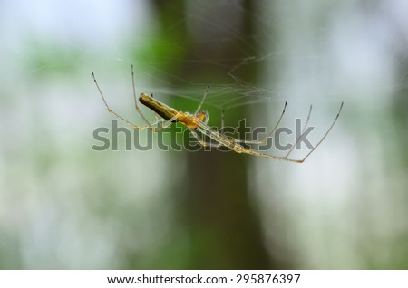 small delicate spider on a web in the forest