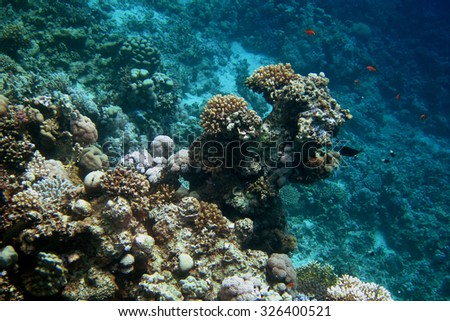 colorful coral and deep water stock