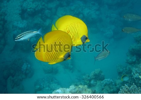 two bright yellow mask butterfly fish swim in the sea