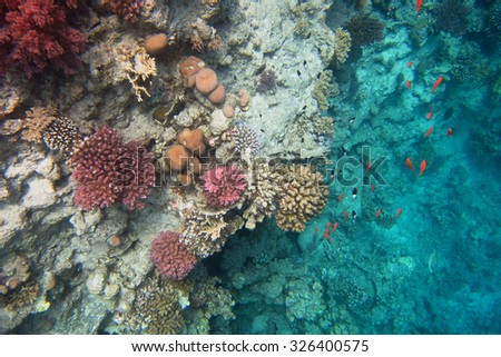 colorful coral and lots of small colorful fish
