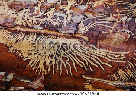 nice wood worm pattern in tree in forest