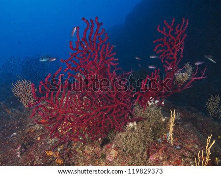 Red sea fan (Lohogorgia ruberrima) in the mediterranean sea