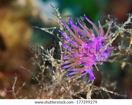 Purple sea slug (Flabellina affinis)