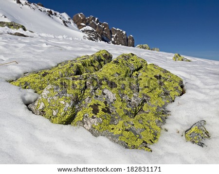 Rock in an wintry landscape covered with green lichens