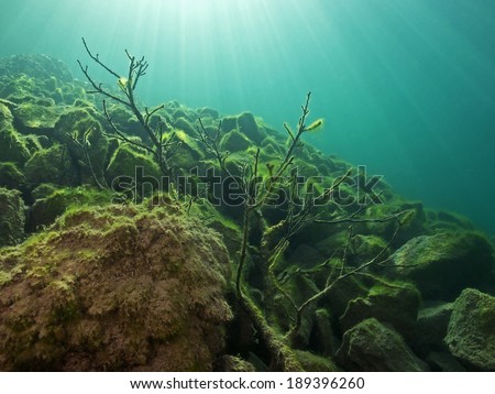 Tree branch and stones covered with algae underwater