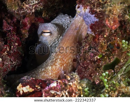 Common octopus, Gemeiner Krake (Octopus vulgaris)