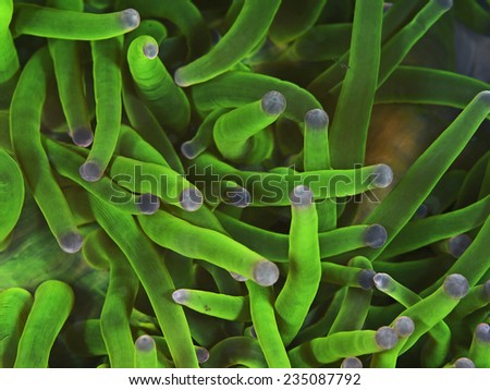 Neon green sea anemone tentacles