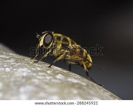 Hover fly, Schwebfliege (family Syrphidae)