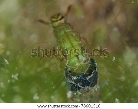 Fly larva underwater