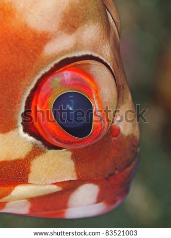 Black tip grouper eye (Epinephelus fasciatus)
