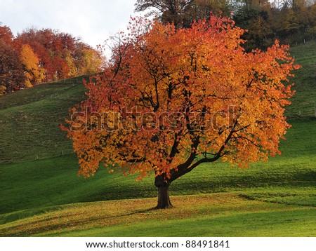 Cherry tree with autumnal tints