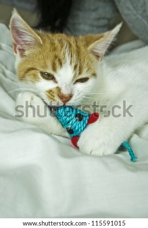 young cat playing with toy mouse on bed