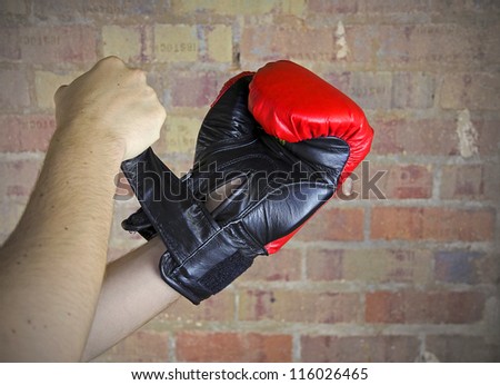 boxer getting ready putting boxing glove on