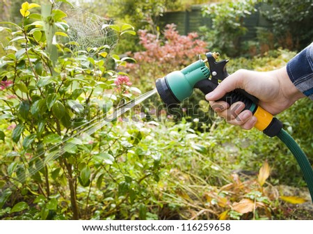 watering the garden, man using hose pipe with spray head