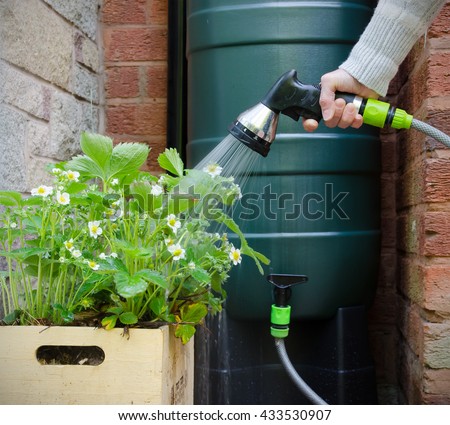 rainwater tank or water butt, woman using a hose connected to a rain collector to water strawberry plants in pot.