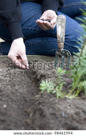 planting the seed, woman planting seed in garden soil